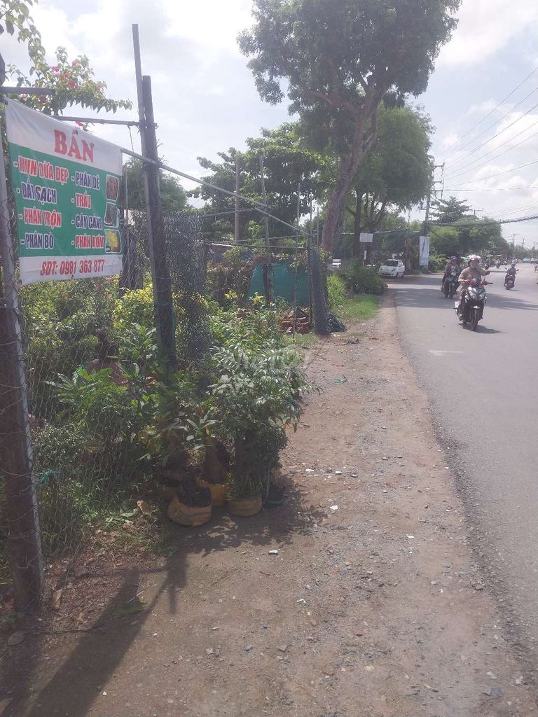 Phôi cây cảnh. Mua bán Cây cảnh, đồ trang trí tại Thành phố Bến Tre Bến Tre được đăng bởi ĐỘC ĐẸP hình 1