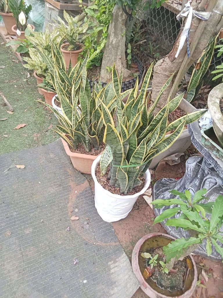 Cây lưỡi hổ xanh vàng. Mua bán Cây cảnh, đồ trang trí tại Huyện Đông Anh Hà Nội được đăng bởi nghiêm đình cường  hình 1