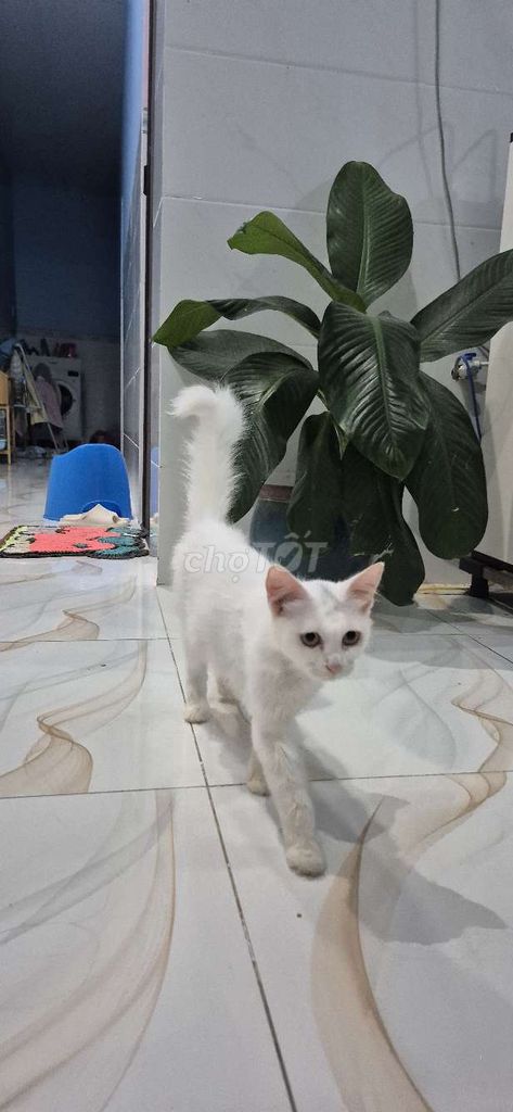 Mình cần tìm nhà mới cho bé mèo gần 1 tuổi