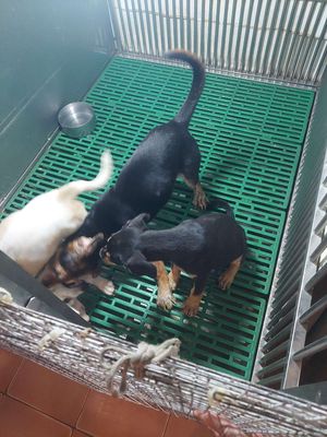 tìm chủ mới cho 2 em bẹc giê lai