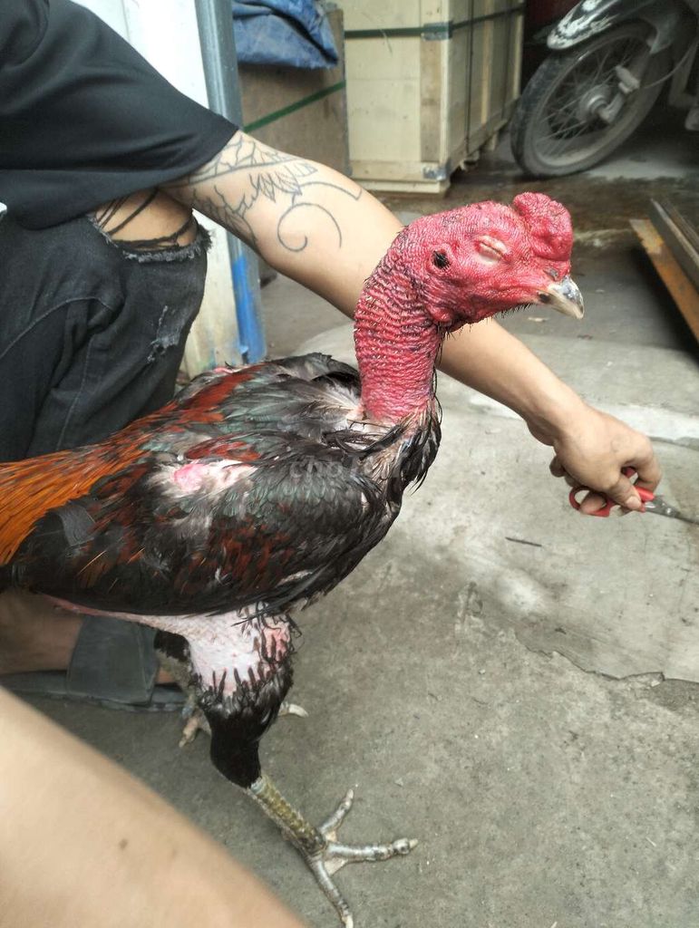 Gà chọi Đực mất mắt. Mua bán Gà tại Huyện Thanh Trì Hà Nội được đăng bởi Hoàng Anh hình 1