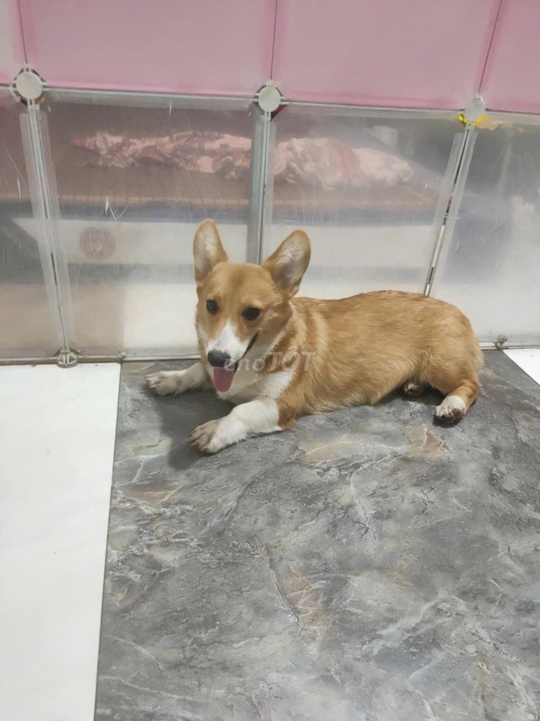 Cần bán gấp bé cogi nhà nuôi đã tiêm 3 mũi