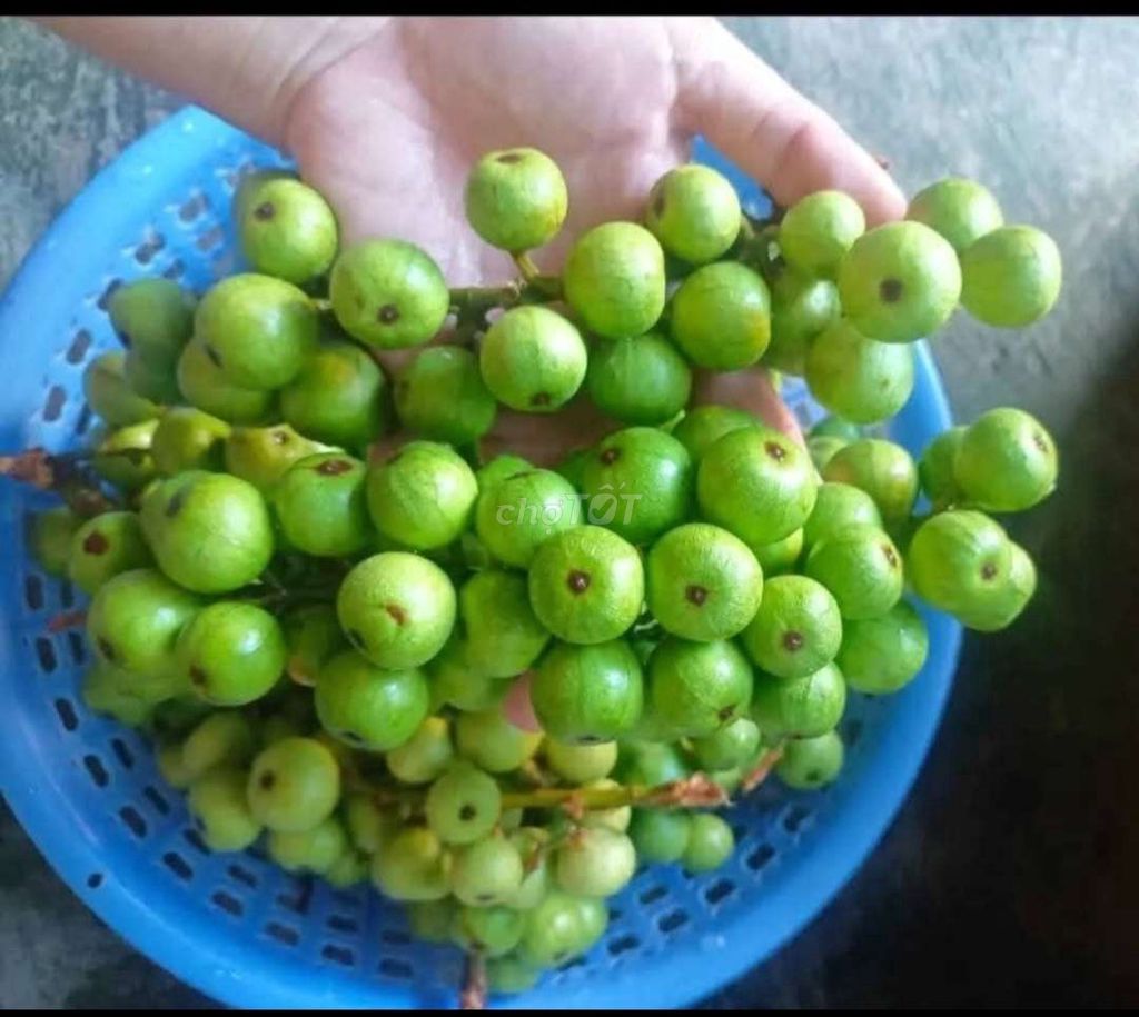 sung nếp tươi mới hái. Mua bán Đồ ăn, thực phẩm và các loại khác tại Quận Cẩm Lệ Đà Nẵng được đăng bởi Ny  hình 1
