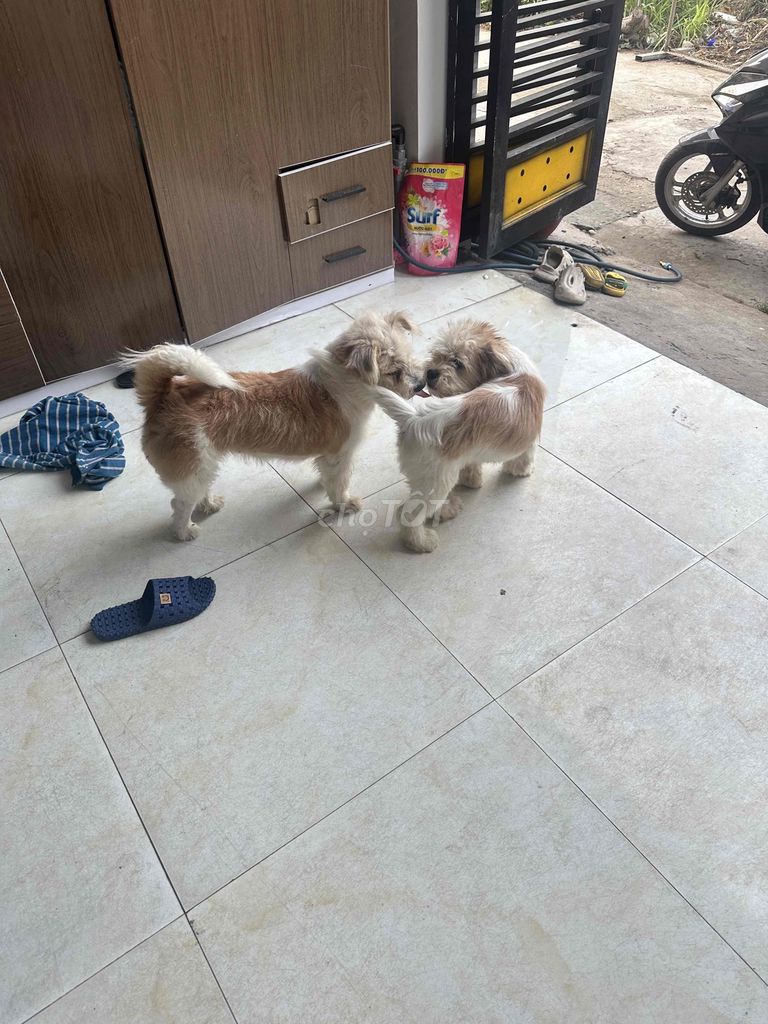 cần bán đàn cún như hình. Mua bán Chó tại Thành phố Biên Hòa Đồng Nai được đăng bởi Trung Nghĩa hình 1