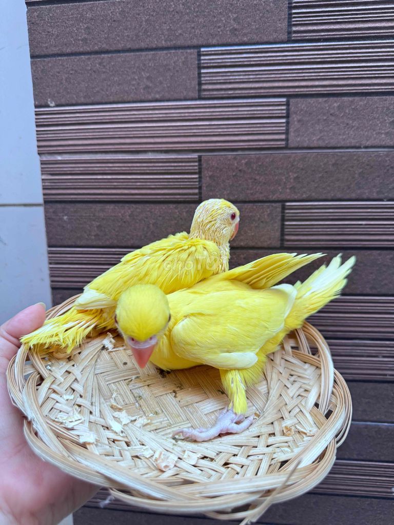 Chim cảnh Vàng To con. Mua bán Chim tại Quận Tân Phú Tp Hồ Chí Minh được đăng bởi Thủy huỳnh hình 1