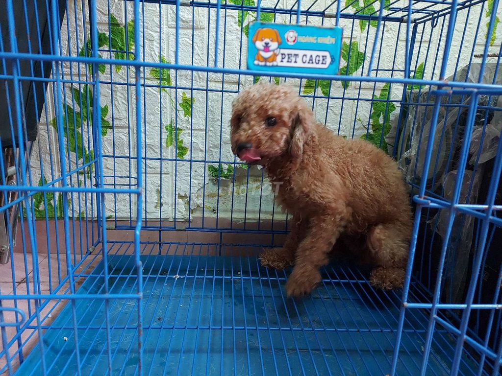 Chó poodle nâu đỏ 1,5 tuổi thuần chủng 100%