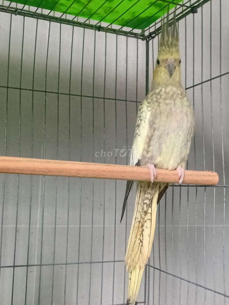 Chim Cockatiel mái Pear 10 tháng sinh sản. Mua bán Chim tại Quận 12 Tp Hồ Chí Minh được đăng bởi Quang Đinh hình 1