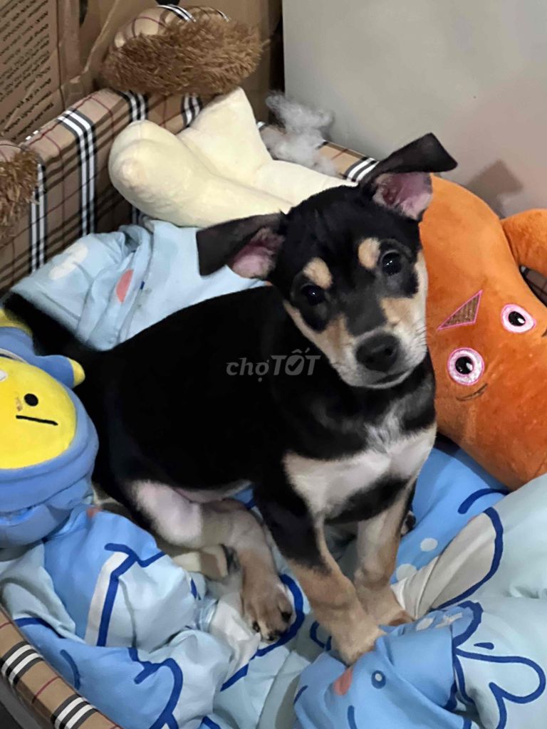 Bé cái giống lai. Mua bán Chó tại Quận Tân Phú Tp Hồ Chí Minh được đăng bởi Hoang Dung hình 2