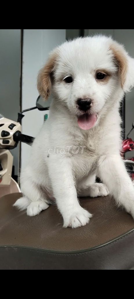 Chó Lai Nhật Poodle Cái Trắng Gần 2 tháng. Mua bán Chó tại Huyện Củ Chi Tp Hồ Chí Minh được đăng bởi BÉ MY hình 1