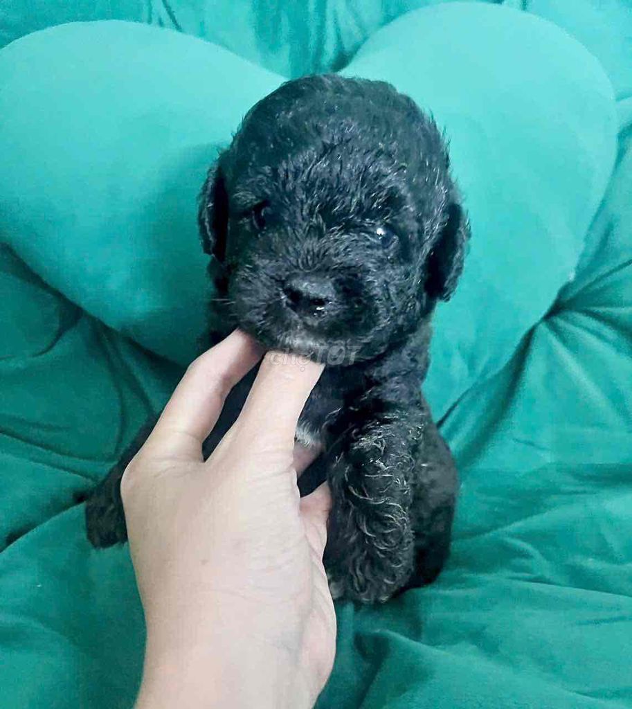 ❤️❤️❤️ POODLE XÁM ❤️❤️❤️