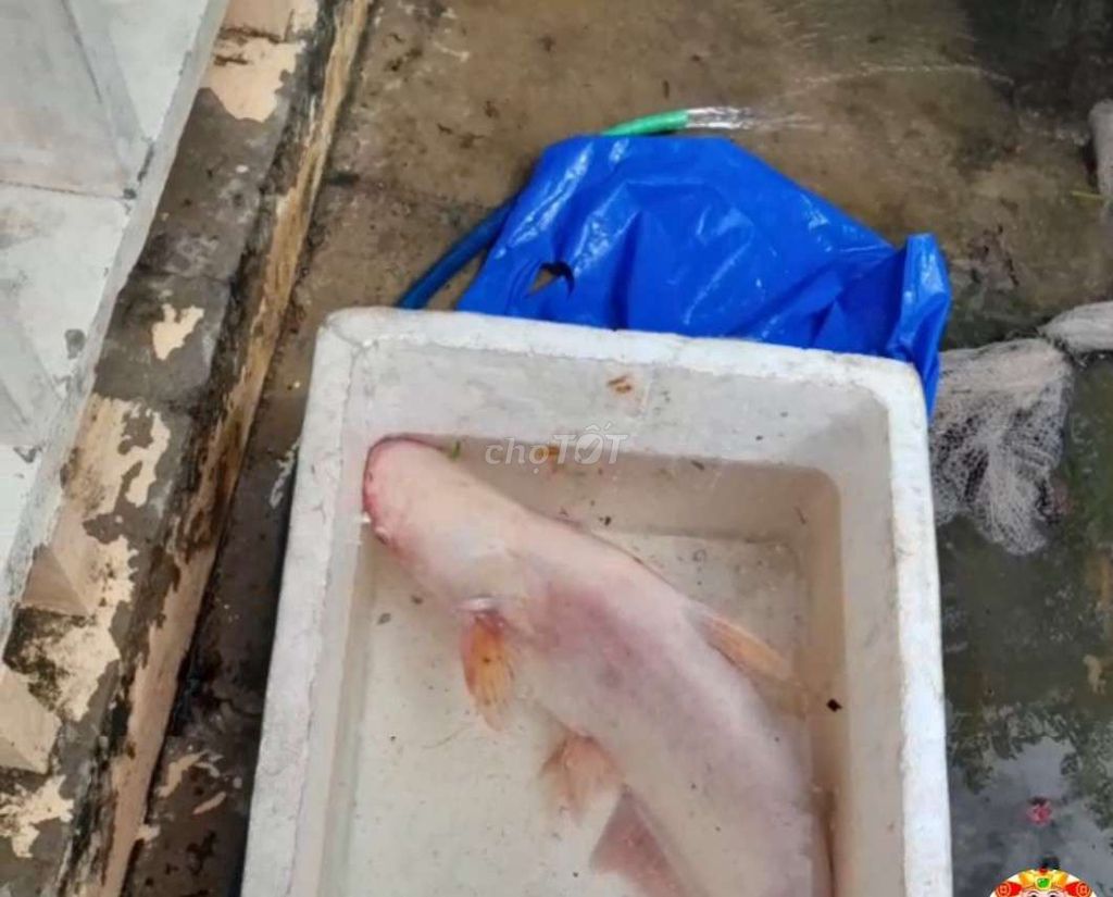 Cá tra hồng 6 con 5.6kg/con. Mua bán Thú cưng khác tại Huyện Châu Thành Bến Tre được đăng bởi nguyen hình 1