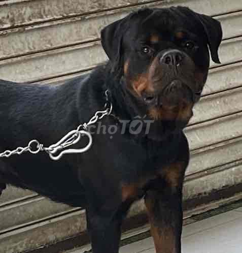 Rottweiler Đực 2 tuổi VKA. Mua bán Chó tại Quận 12 Tp Hồ Chí Minh được đăng bởi mai hoang an hình 2