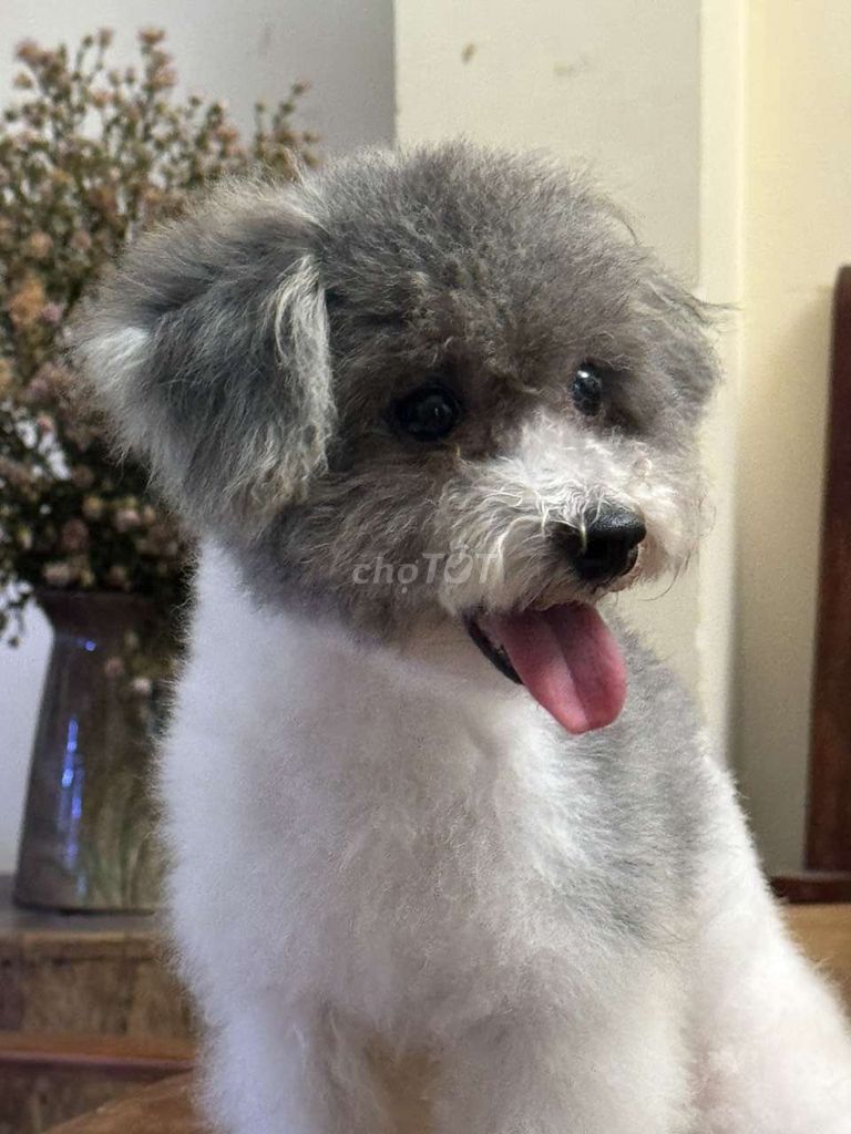 Nhận phối giống chó poodle size nhỏ