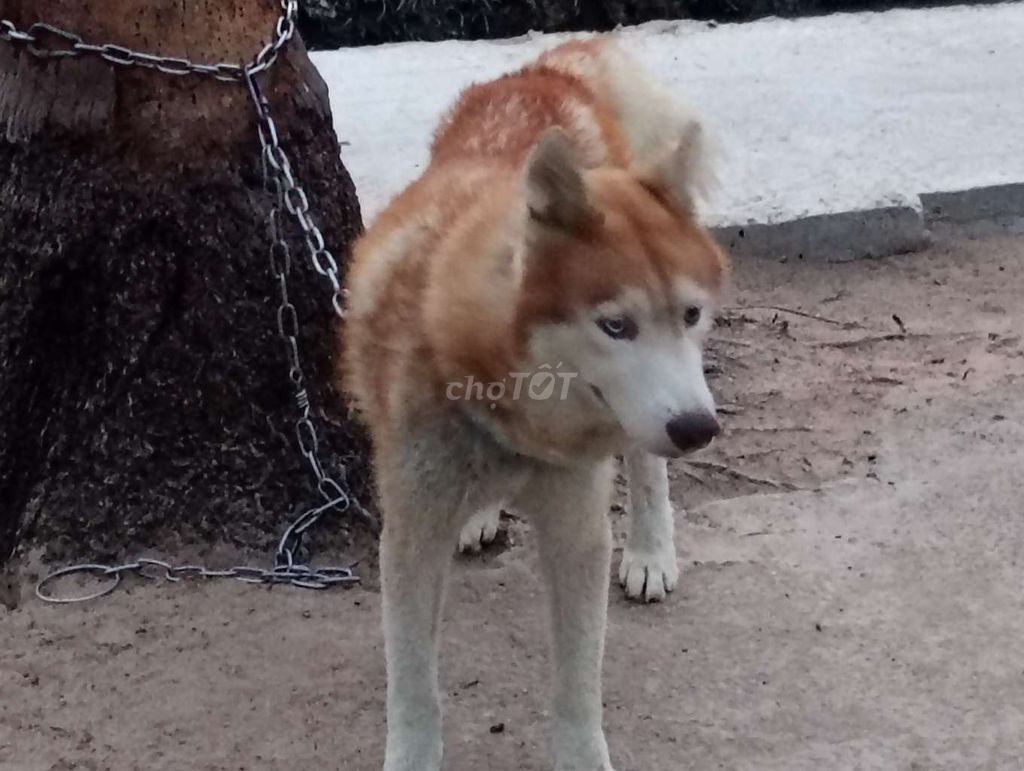 Chó Husky đực Nâu trắng. Mua bán Chó tại Thành phố Phan Thiết Bình Thuận được đăng bởi Nhân Rottweiler  hình 1
