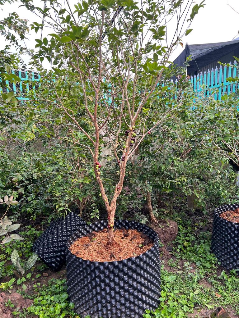 Cây Nho Thân Gỗ 1.8m - 2m Đang Có Trái. Mua bán Cây cảnh, đồ trang trí tại Quận Cái Răng Cần Thơ được đăng bởi Cây Cảnh Giá Rẻ hình 1