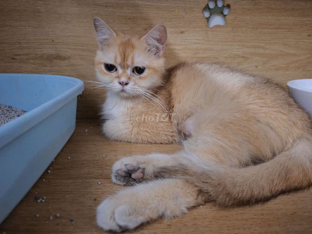 Mèo Anh lông ngắn cái Golden. Mua bán Mèo tại Quận Thanh Xuân Hà Nội được đăng bởi Cần Vũ hình 1