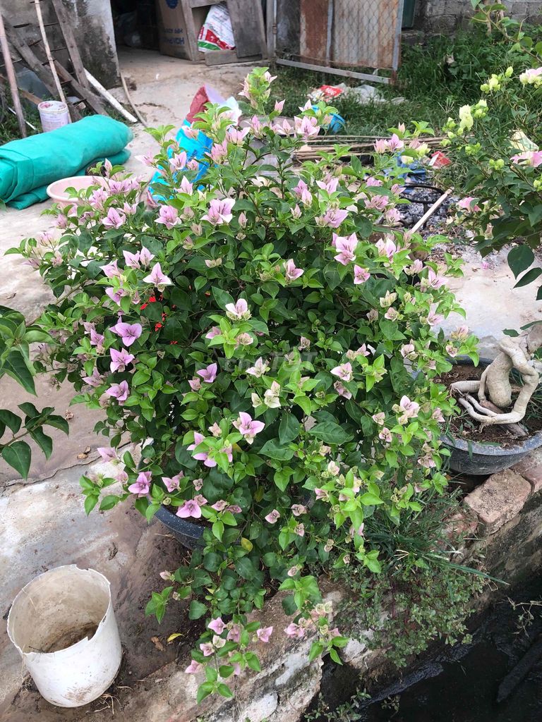 Cây cảnh Tím tuyết Đô Lương, Nghệ An. Mua bán Cây cảnh, đồ trang trí tại Huyện Đô Lương Nghệ An được đăng bởi bảo ngọc hình 1