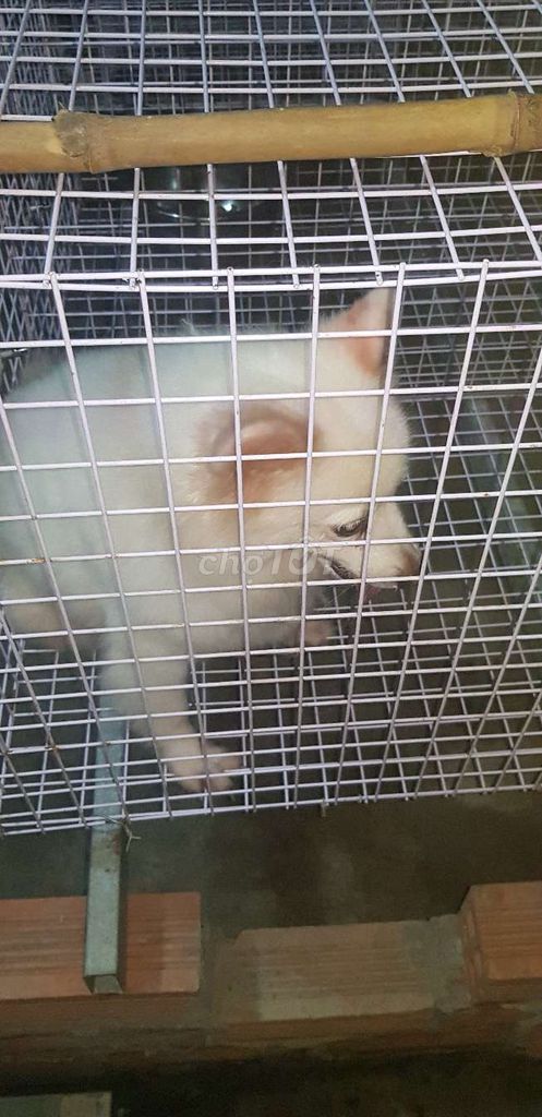Phốc sốc cái. Mua bán Chó tại Huyện Bình Chánh Tp Hồ Chí Minh được đăng bởi Bình hình 4