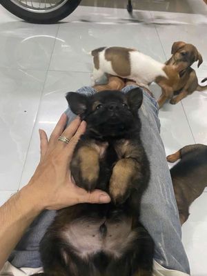 Chó nhật lai lông xù nhà đẻ cần tìm chủ