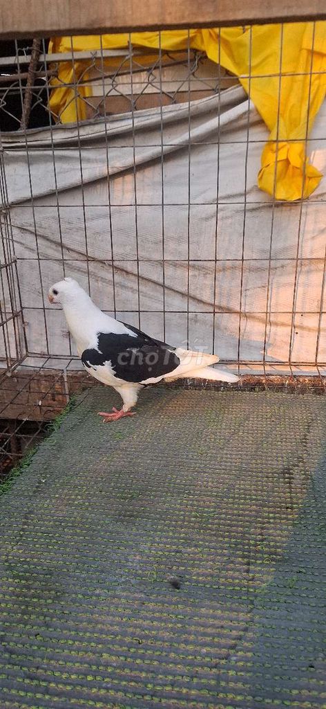 Chim Bồ câu Két tơ. Mua bán Chim tại Huyện Châu Phú An Giang được đăng bởi La Hưng hình 1