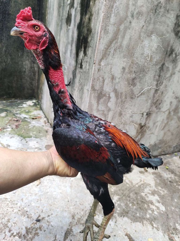 Gà đòn Tía Chân Xanh 2.8kg 08. Mua bán Gà tại Quận 1 Tp Hồ Chí Minh được đăng bởi Ngọc Thạch hình 1