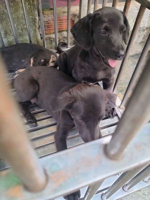 Chó cỏ màu đen và 4 mắt