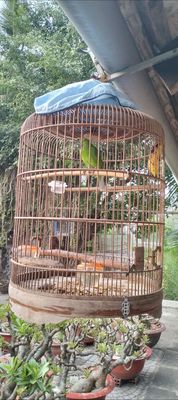 Thanh lý chim thanh tước. Mua bán Chim tại Quận 12 Tp Hồ Chí Minh được đăng bởi Tân