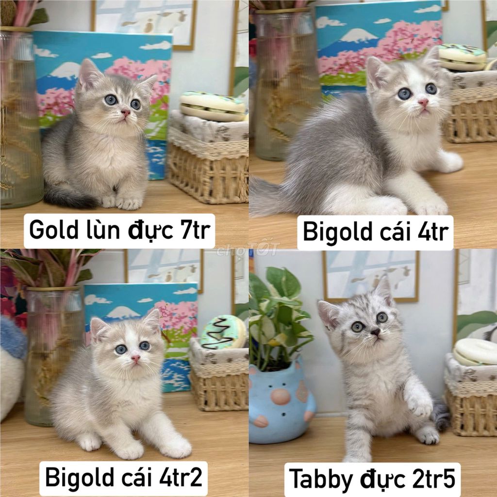 Mèo Anh lông ngắn . Mua bán Mèo tại Quận 4 Tp Hồ Chí Minh được đăng bởi chương hình 1