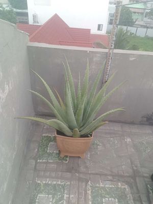 Nha Đam