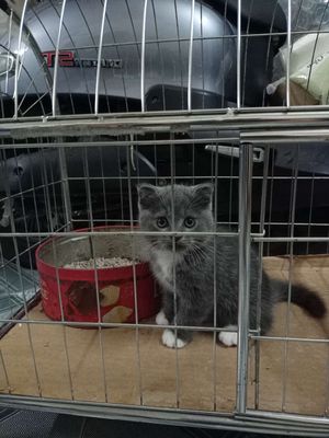Mèo aln  cụp lửng. Mua bán Mèo tại Thành phố Bắc Ninh Bắc Ninh được đăng bởi Huyền 