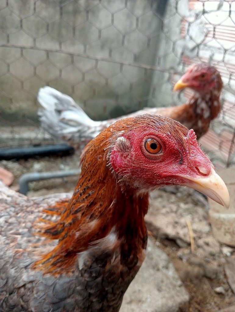Gà mái tơ thái mỹ. Mua bán Gà tại Huyện Châu Thành Long An được đăng bởi Long Farm hình 1