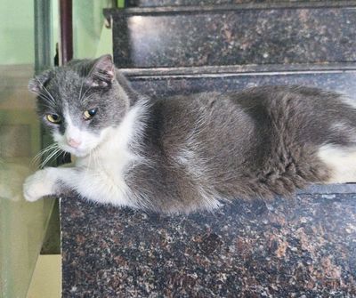 Mèo Anh Xám trắng 1 năm tuổi