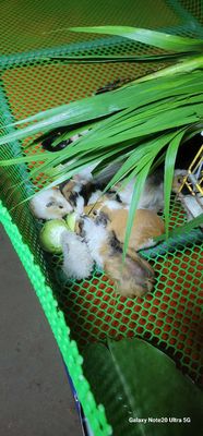 Bọ ú đây ạk. Mua bán Thú cưng khác tại Thành phố Sóc Trăng Sóc Trăng được đăng bởi Nguyễn Tài