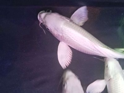 Chép phi tần. Mua bán Thú cưng khác tại Thành phố Dĩ An Bình Dương được đăng bởi quân