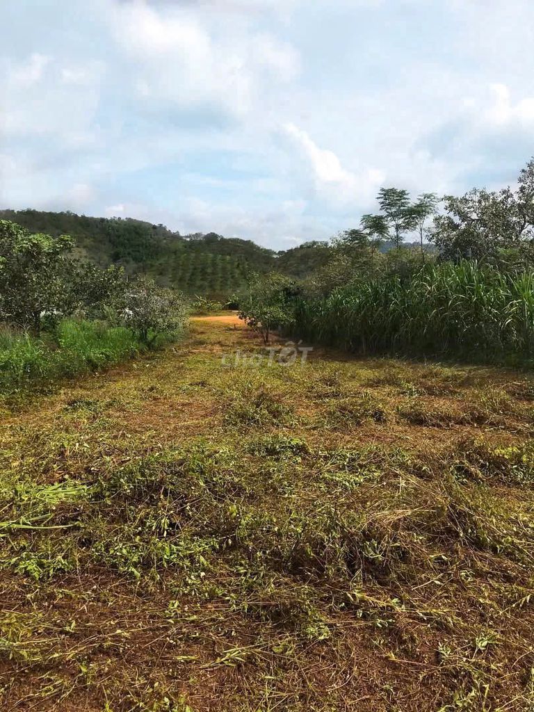 Chính chủ bán đất MT721, Đạ Huoai, 1.453m²,100m² TC – 995 triệu