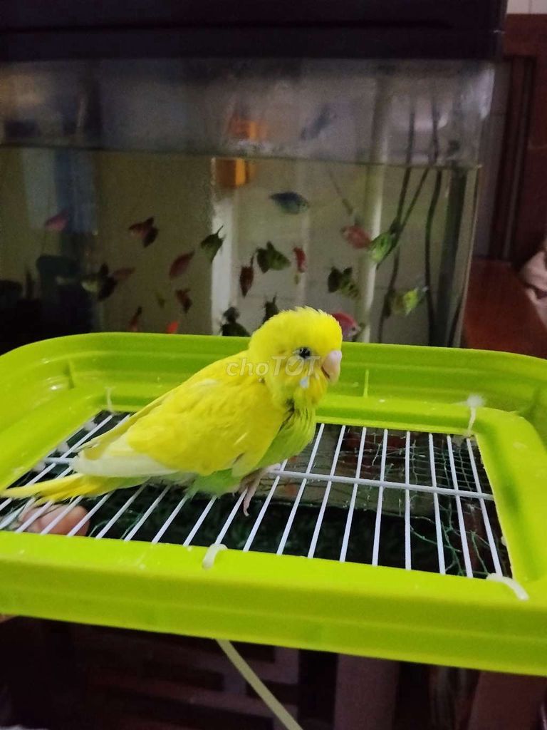 Chim yến phụng non Vàng, Xám, Xanh. Mua bán Chim tại Quận 3 Tp Hồ Chí Minh được đăng bởi anh huy hình 1