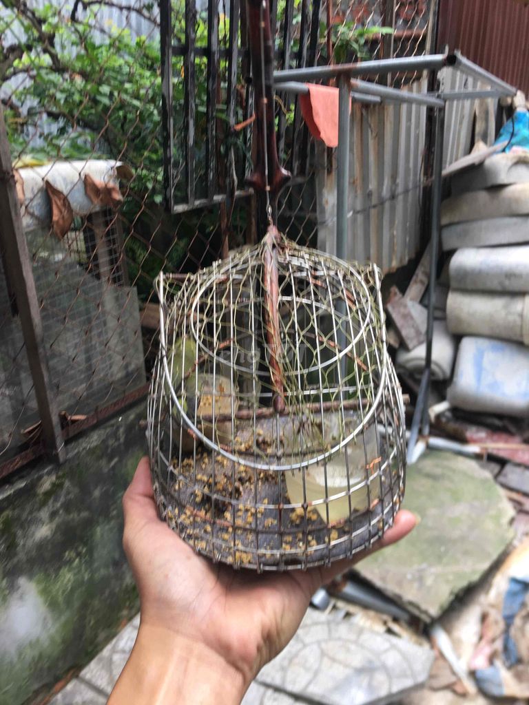 lụp chim nhỏ mi ni inox. Mua bán Phụ kiện, Thức ăn, Dịch vụ tại Quận Ninh Kiều Cần Thơ được đăng bởi luân pham hình 2
