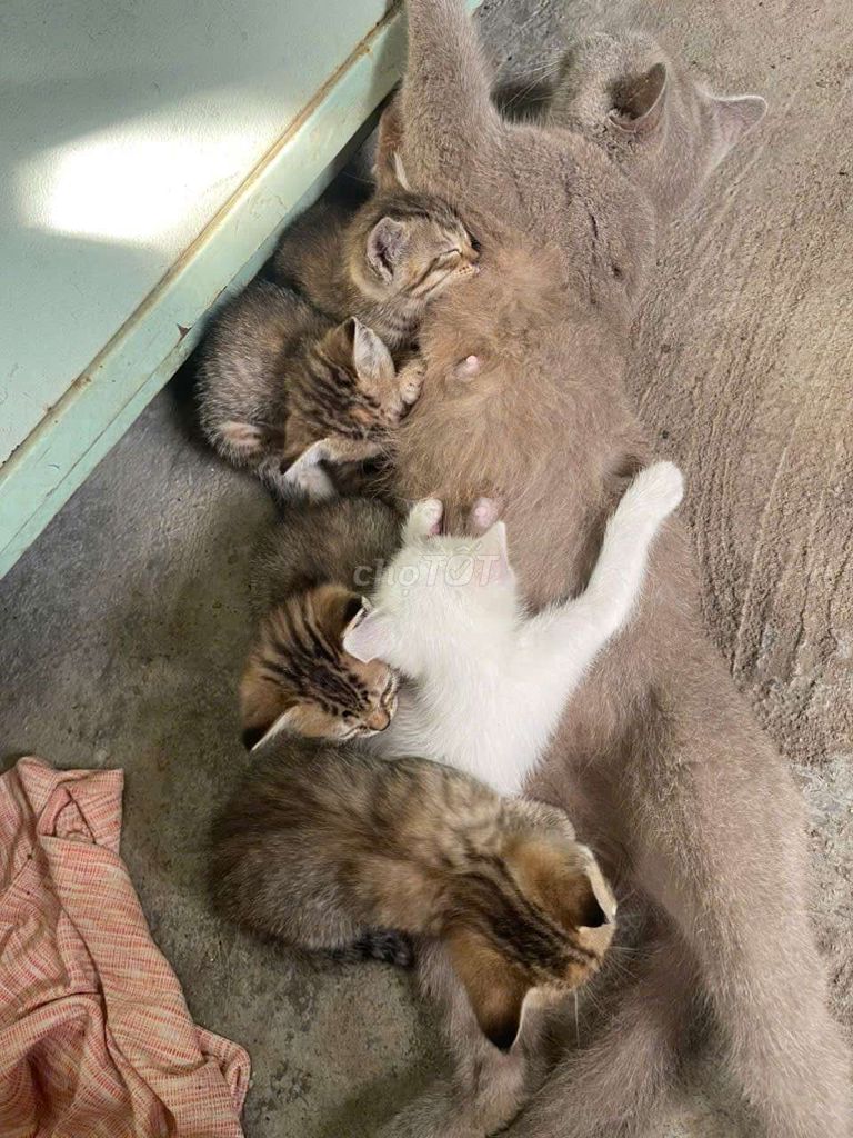 Mèo con Đực Cái Đa sắc Khỏe mạnh. Mua bán Mèo tại Huyện Bình Chánh Tp Hồ Chí Minh được đăng bởi minh than  hình 1