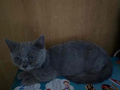 cần gả bé trai aln đực chân lùn. Mua bán Mèo tại Quận 11 Tp Hồ Chí Minh được đăng bởi Nguyễn Lợi