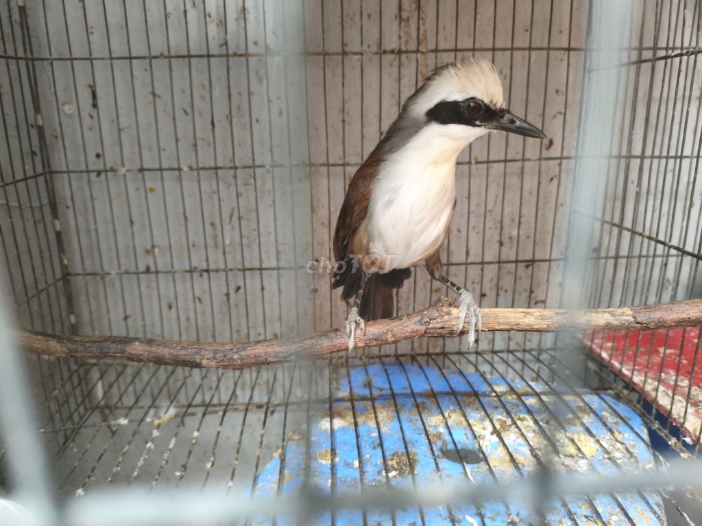 Cần bán chim Đầu Trắng. Mua bán Chim tại Thành phố Thủ Đức Tp Hồ Chí Minh được đăng bởi Lâm Anh hình 1