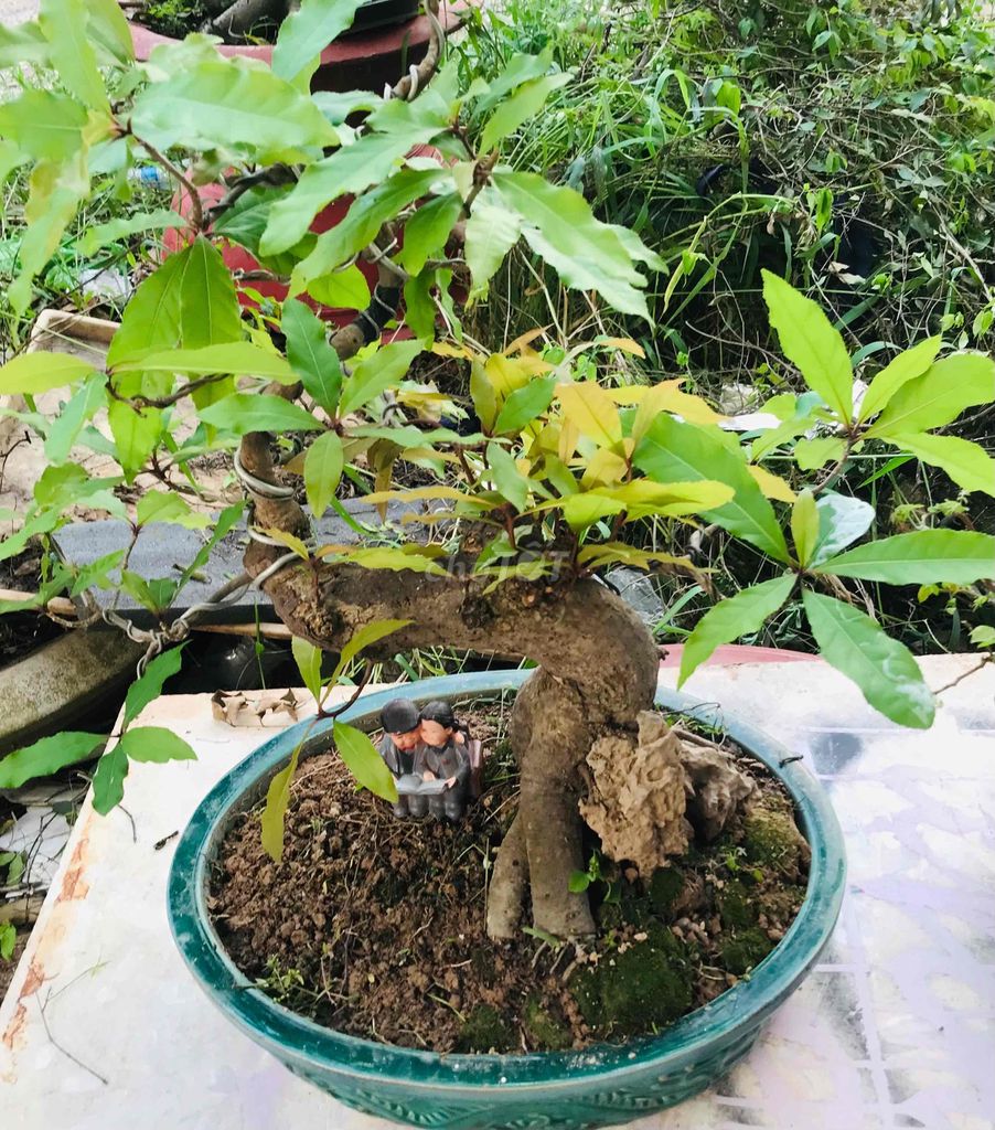 bonsai Lộc vừng.