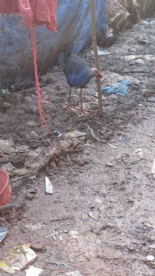 chim trích cồ dạng người tha lang đuoc. Mua bán Chim tại Huyện Lai Vung Đồng Tháp được đăng bởi hội