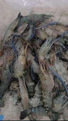 TÔM CÀNG XANH LỘT. Mua bán Đồ ăn, thực phẩm và các loại khác tại Quận Tân Phú Tp Hồ Chí Minh được đăng bởi Nguyễn Minh Quang