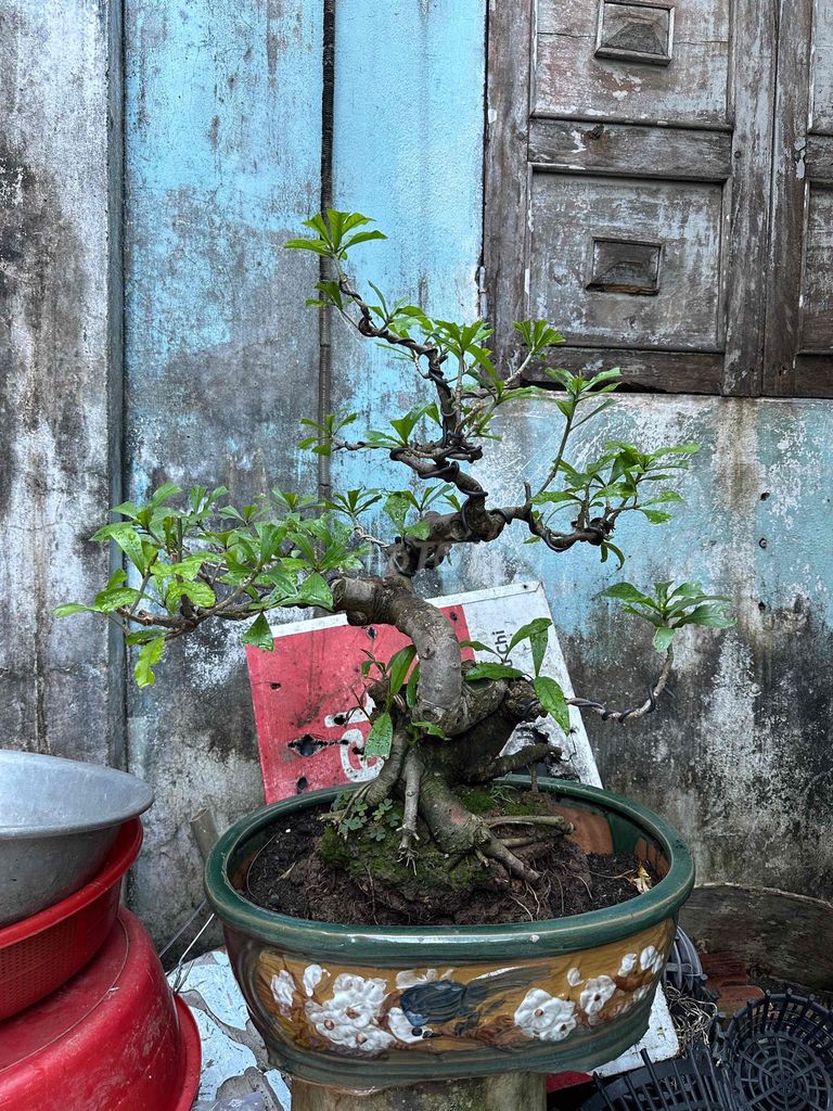 Lộc vừng Bonsai fom chậu bệ đế xoanh múo. Mua bán Cây cảnh, đồ trang trí tại Huyện Củ Chi Tp Hồ Chí Minh được đăng bởi nguyễn quốc Thắng hình 1