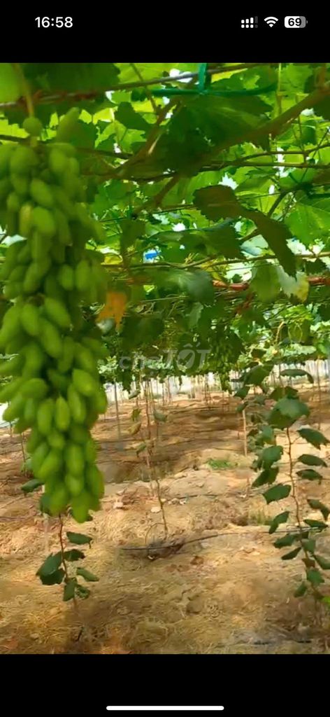 Tôi cần bán đất nông nghiệp, dt 4,8HA, tuyến đường 798, phước vinh. Mua bán đất tại Huyện Ninh Phước Ninh Thuận được đăng bởi Trần Tuấn hình 4