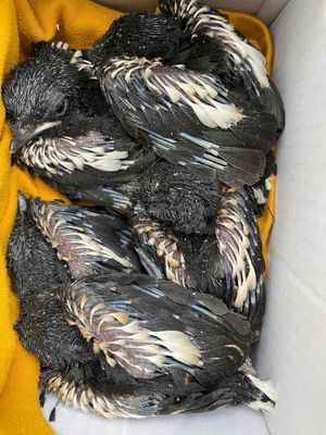 Tổ choè than 5 con