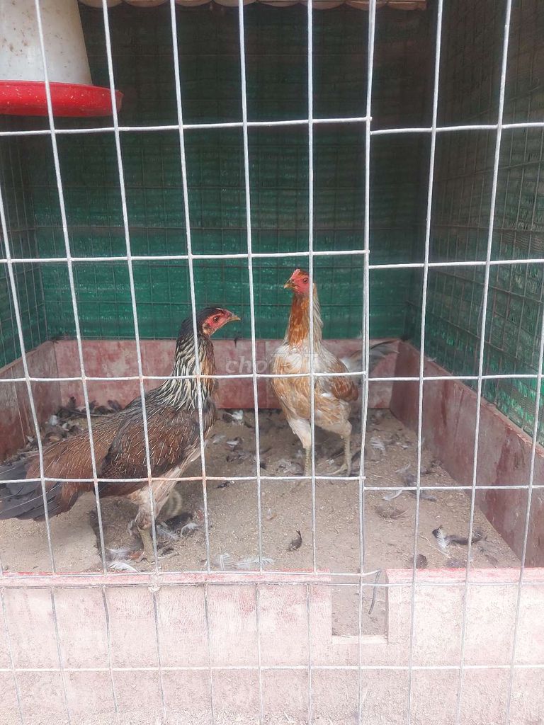 Mái nhánh tơ 1k3-1k5. Mua bán Gà tại Huyện Cờ Đỏ Cần Thơ được đăng bởi Duy Le hình 2