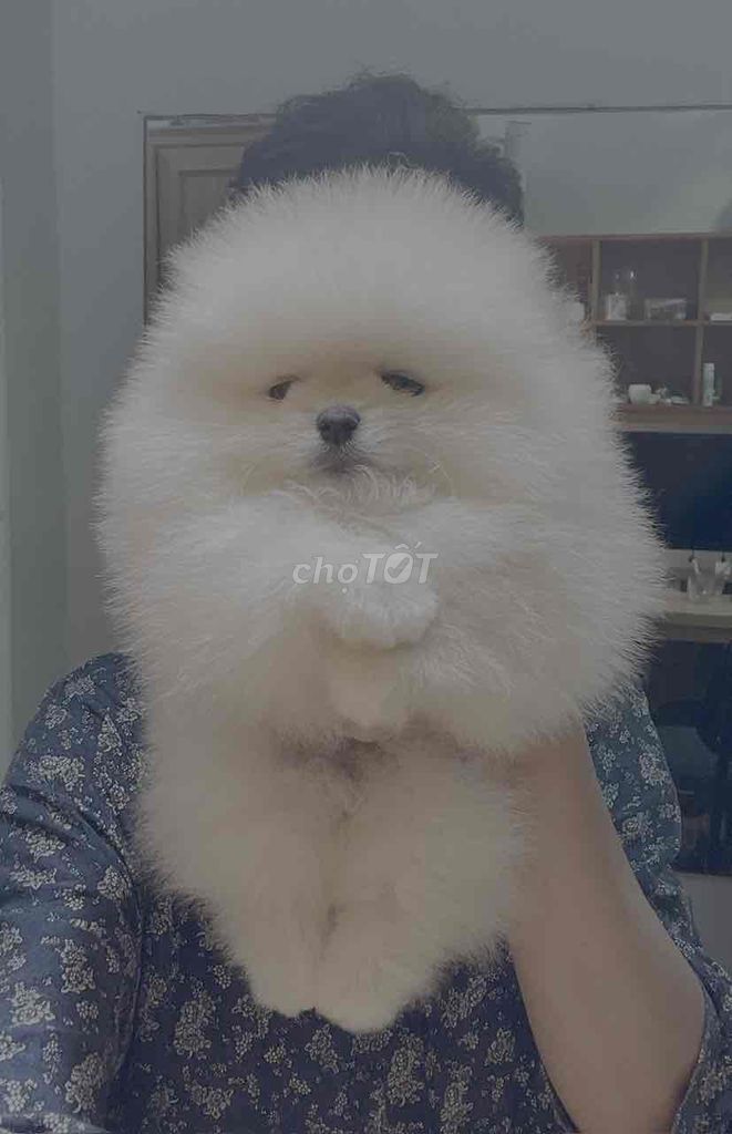 Chó Pom trắng 52 ngày tuổi đã tiêm. Mua bán Chó tại Quận Hải Châu Đà Nẵng được đăng bởi Sơn hình 1