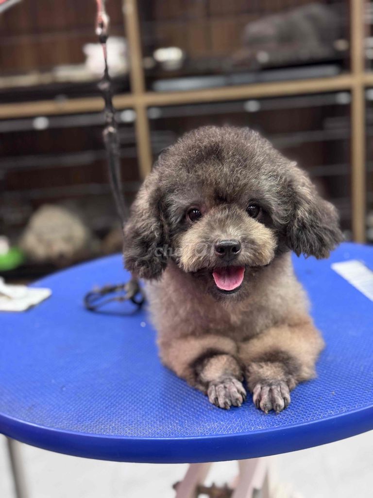 POODLE CÁI XÁM MÀU HIẾM GIÁ SIÊU RẺ