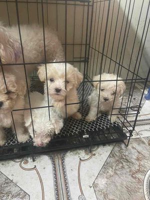 chó nhà đẻ bán hai con. Mua bán Chó tại Quận Tây Hồ Hà Nội được đăng bởi chung